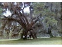 Magnolia Gardens, near Charleston South Carolina (Howard, Joe, Den, Charlie)
