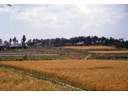 Maturing Rice fields