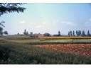 Maturing rice fields near small village