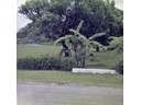 Small banana tree