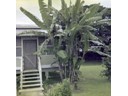 Banana tree in bloom in front of base housing unit