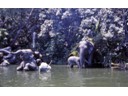 Elephants on the Jungle boat ride