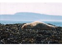 Seal pup sleeping on island on Fundy Tide Runners trip, Saint Andrews, New Brunswick, Canada