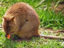 Bushed Tailed Bettong
