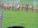 Deer Farm