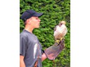 Falcon training