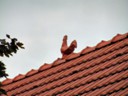 Cock on Roof says who is head of house