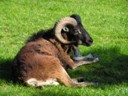 Long horn goat at Craggaunowen