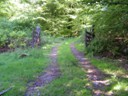 Woodlands trail