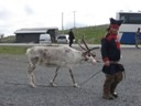 Sami (Lapp) reindeer herder