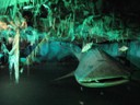 Shark under the Kon-Tiki raft