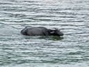 Water Buffalo Skinny Dipping