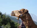 Camel at the ready
