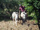 Donkeys Tilling with Wood Plow