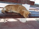 Lazy dog, Paracas
