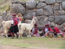 Llamas, Temple of Sacsayhuaman