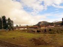 Cattle herding on the way to Cusco