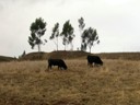 Cattle along the way to Cusco