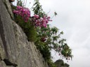 Wild flowers at Machu Picchu