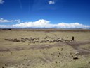 Sheep herding near Juliaca