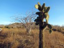 Cactus along trail