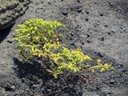 Vegetation growing in lava rock