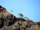 Vegetation growing in lava rock