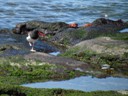 Oystercatcher and Sally lightfoot crabs