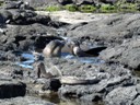 Marine Iguana snorting salt water and Sea Lion family