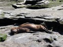 Sun bathing Sea Lion