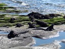 Marine Iguanas colony