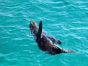 Swimming Sea Lion