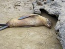 Lazy Sea Lion on beach