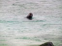 Sea Lion in rough water