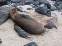All Sea Lions births do not make it
