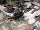 Blue footed booby with chick