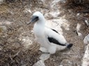 Blue footed booby chick