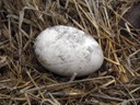 Abandoned Waved Albatross egg