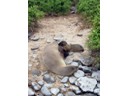 Baby Sea Lion and mother in middle of trail