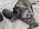 Hungry baby Sea Lion