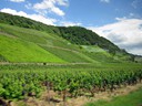 Grapes fields along the Rhine river