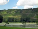 Grape fields along the Rhine river
