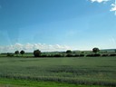 Wheat field outside Rudesheim