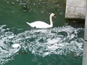 Swan and trout next to Rhine Falls, Schaffhausen