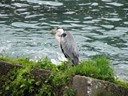 Great Blue Heron next to Rhine Falls, Schaffhausen