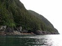 Sea Lions in Prince William Sound