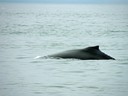 Whale in Prince William Sound