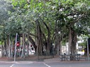 Eagle Street Fig-Banyan Tree