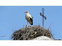 Baby Storks, Artesiano