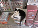 Tired cat, Athens